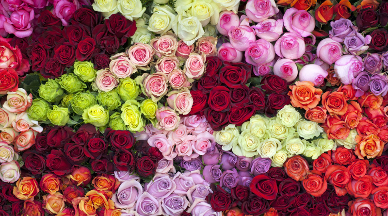 What different colours of Roses mean