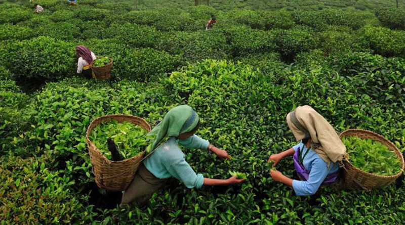 Tea garden re-opened with 100 percent man power during lockdown 5.0