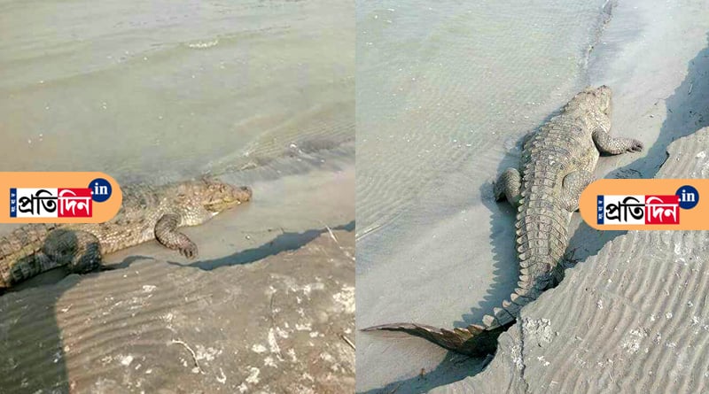 Malda: Giant crocodile spotted in River Ganga