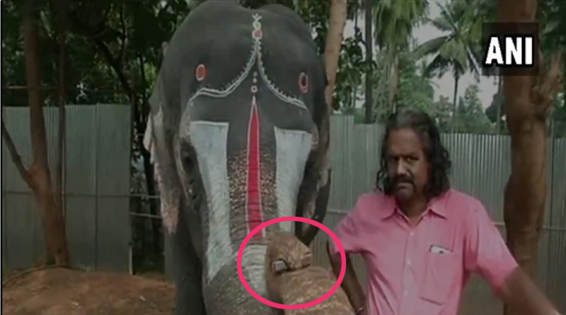 Elephant plays mouth organ at rejuvenation camp, Watch Video