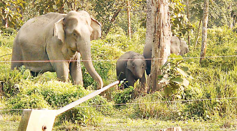 Electric fence to keep animals away from locality in Jaldapara National Park