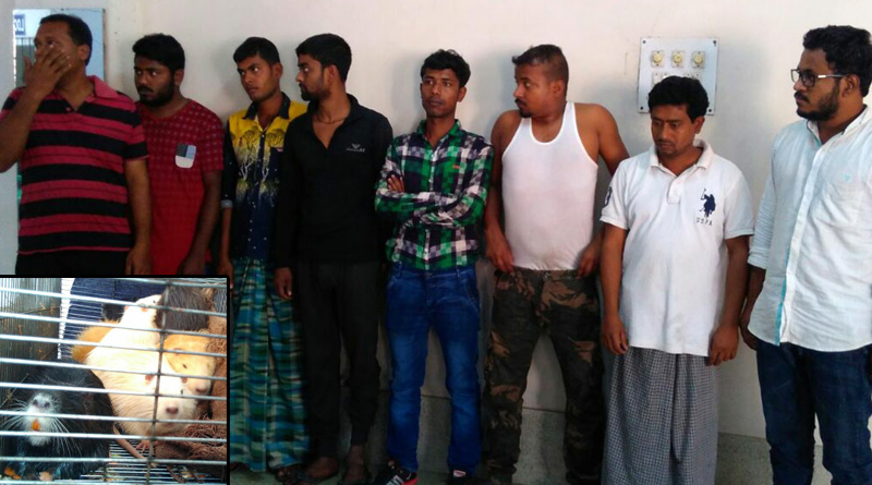 বনগাঁয় বিরল প্রজাতির প্রাণী-সহ ধৃত ৮ চোরাকারবারি, পাচারে পাকিস্তান যোগ