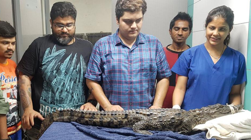 4.4-foot crocodile found inside Mumbai drain, rescued after 7-hour effort