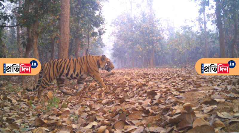 Unbelievable! Majestic Royal Bengal Tiger spotted in Lalgarh
