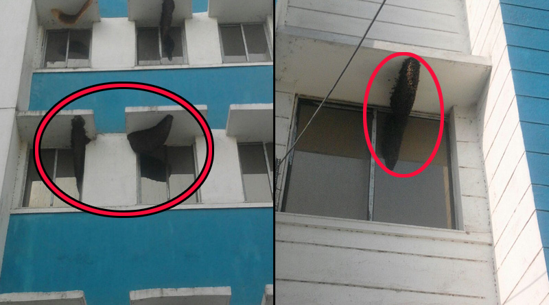 চাক ভাঙার লোক নেই, মৌমাছি-আতঙ্কে তটস্থ চাঁচোলের সরকারি হাসপাতাল