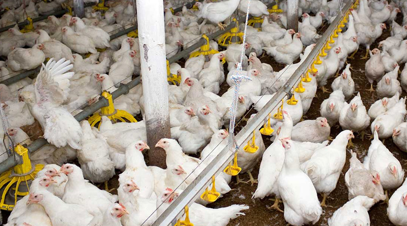 Medicines used for enhance growth, city poultry farms in watch