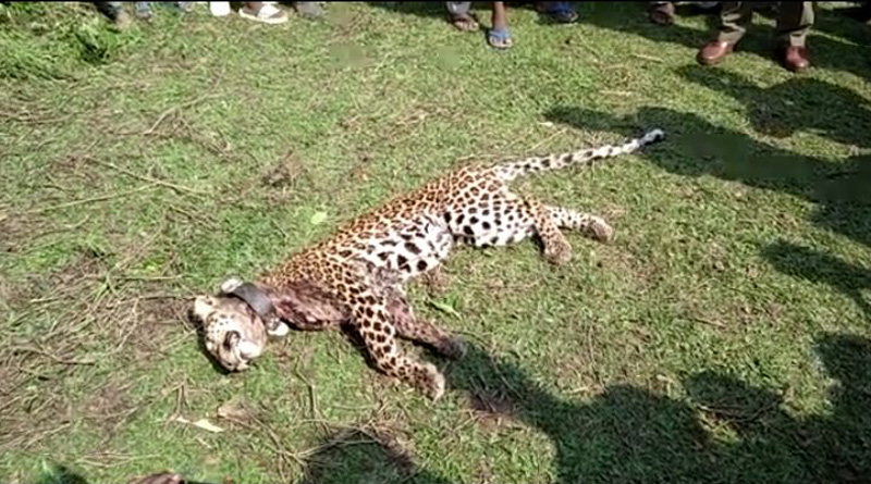 Radio collared Leopard died in Dooars  