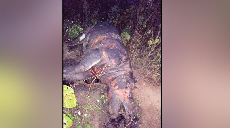 Rhino killed by rival in Jaldapara Jaldapara National Park