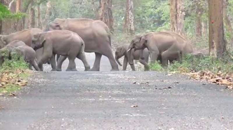 Watch Elephant herd roaming jungle in Dooar