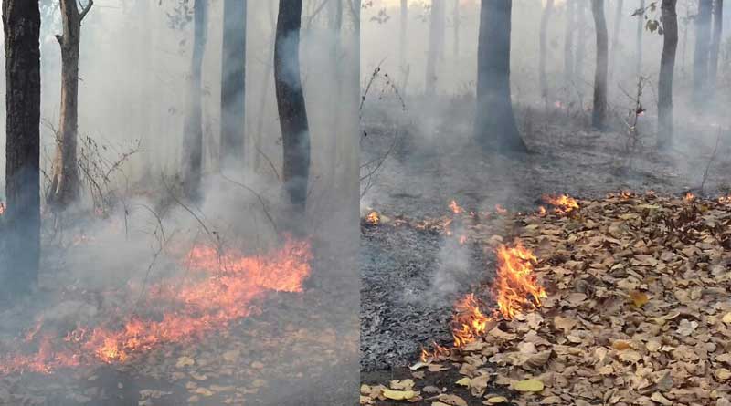 ফের উত্তরবঙ্গের জঙ্গলে ভয়াবহ অগ্নিকাণ্ড, দাউ দাউ করে জ্বলছে বিস্তীর্ণ বনাঞ্চল