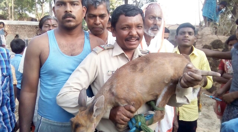 বাগঘরার উলটো ছবি পুরুলিয়ায়, কুয়োয় ঝাঁপ দিয়ে হরিণকে রক্ষা স্থানীয়দের