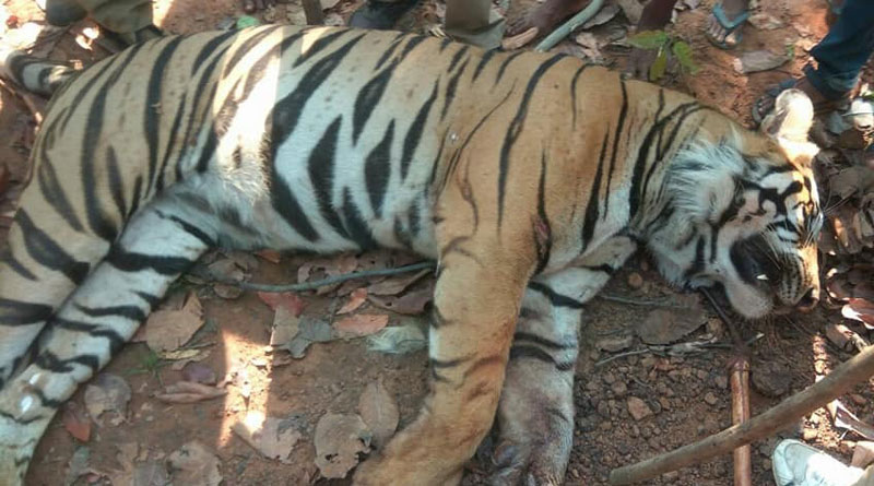 CM orders to investigate Tiger death in Lalgarh 