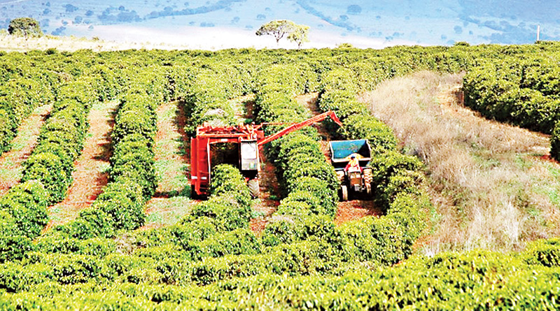 After tea, darjeeling farmers are concentrated on coffee production