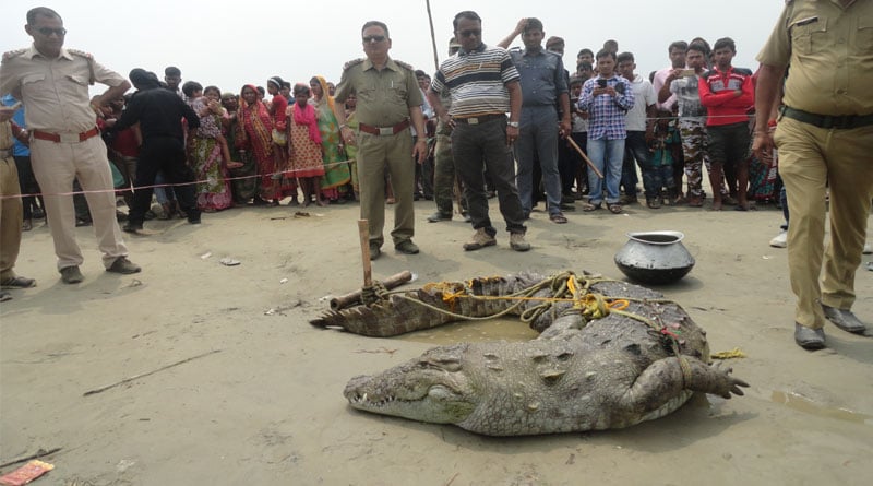 Fishermen net giant crocodile from river Ganga