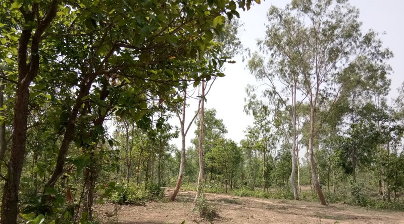 যুবকদের লালসার শিকার আদিবাসী নাবালিকা, আউশগ্রামে চড়কের মেলায় গণধর্ষণ