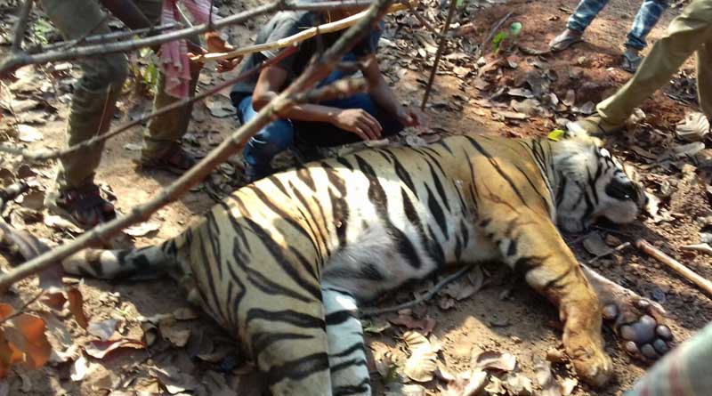 The forest department found the identity of dead tiger in Lalgarh