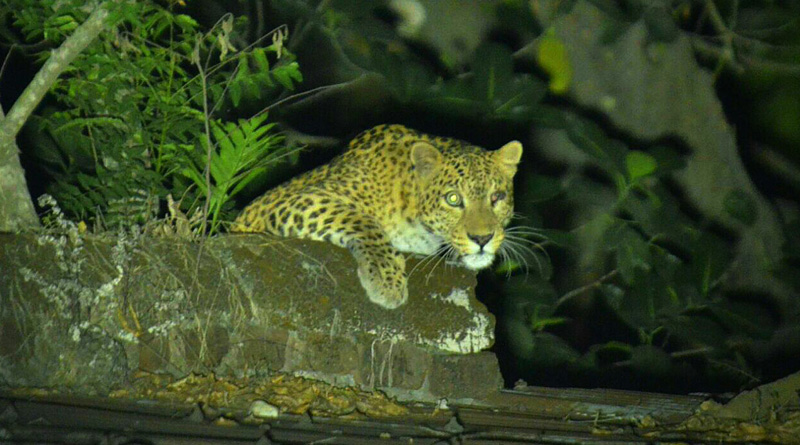 Leopard attacks boy in greater Noida 