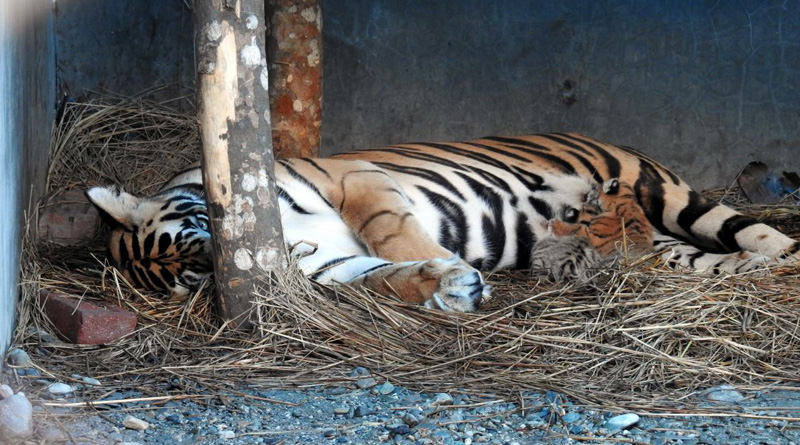 bengal-safari