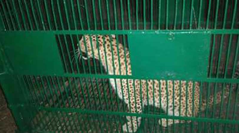 Leopard which sparked terror in Siliguri caged