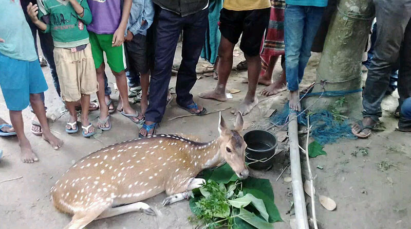 আশ্রমের বেড়া ভেঙে পালাল হরিণ, উদ্ধারে ছুটির দিনে গলদঘর্ম বনকর্মীরা