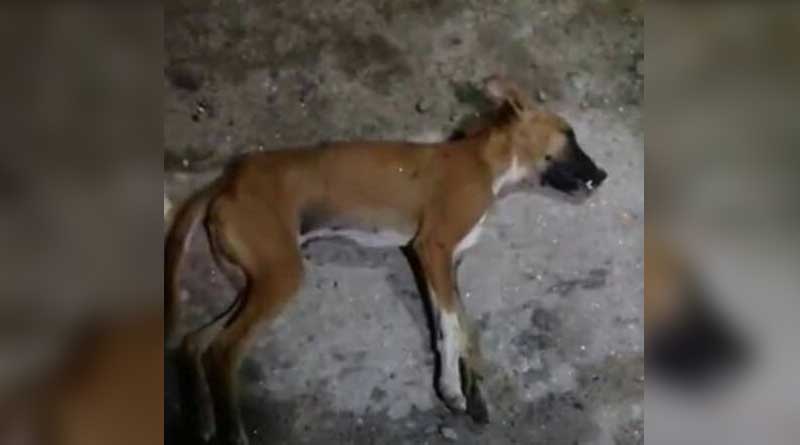 Siliguri: A street dog allegedly beaten to death, complain lodged