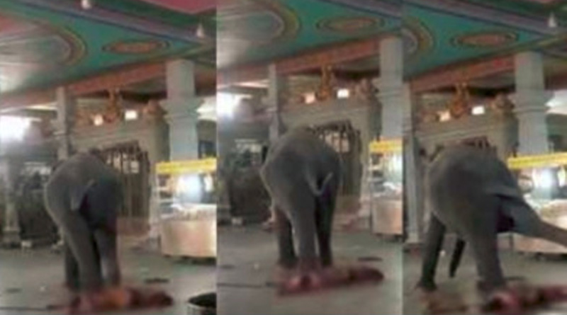 Elephant runs amok in Trichy temple, kills mahout