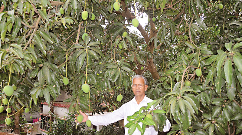 একই গাছে ১২ প্রজাতির আম ফলিয়ে তাক লাগালেন এই প্রাক্তন শিক্ষক