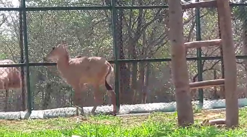 পুরুলিয়ায় উদ্ধার নীলগাই, এলাকায় চাঞ্চল্য