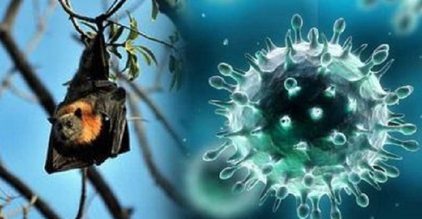 Nipah virus: expert doctors take initiative to detect this virus in Baruipur