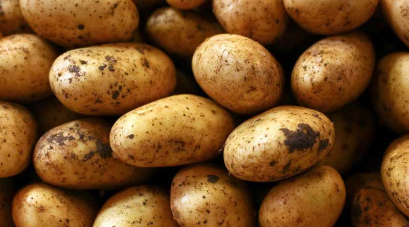 West Bengal to export potato to South East Asian countries