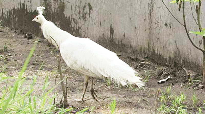 White peacock increases number in Bengal Safari Park   