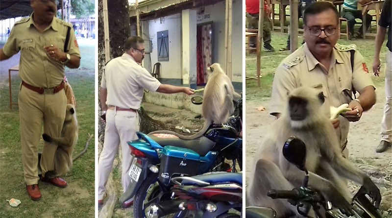 Simian goes on rampage in Malbazar