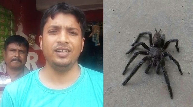 এবার দু্র্গাপুরে ছড়াল ট্যারান্টুলার আতঙ্ক, তটস্থ সাধারণ মানুষ