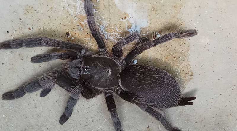 Tarantula scare surfaces in East Midnapore