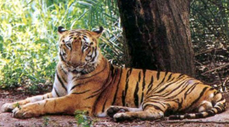 Want to see a majestic tiger roaming free, here are a few tips