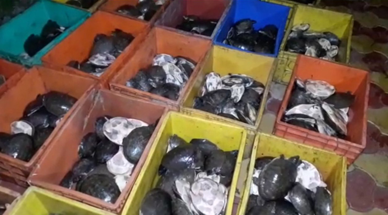 Over 3000 rare turtles seized from truck in West Bengal 