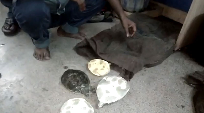 দুন এক্সপ্রেস থেকে ধৃত পাচারকারী, উদ্ধার ৪৬টি বিরল প্রজাতির কচ্ছপ