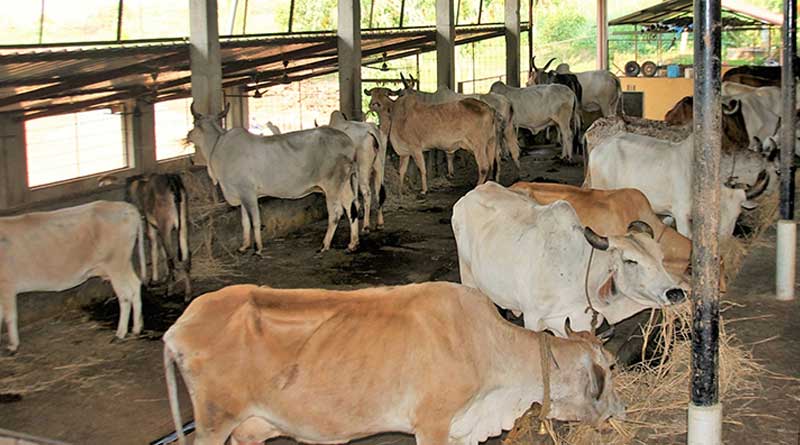 Uttar Pradesh government is all set to start an ambulance service for cows । Sangbad Pratidin