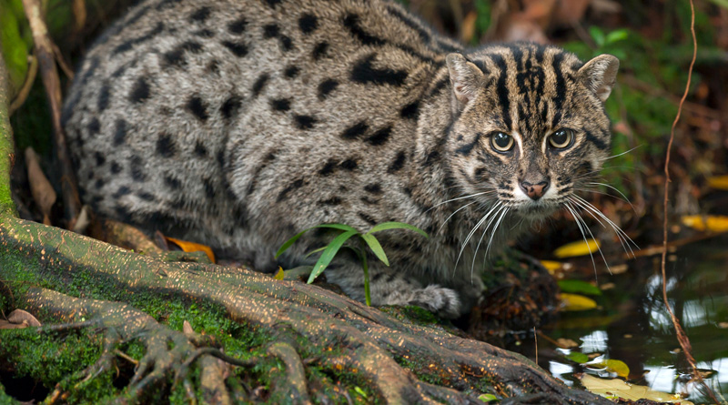 Rare Fishing Cat spotted in Henry's Island