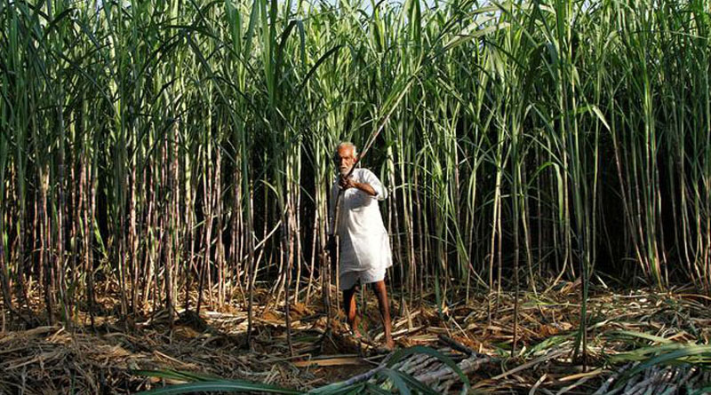 কৈরানায় হারের কালমেঘ গিলে আখচাষিদের ৮০০০ কোটি অনুদানের ভাবনা কেন্দ্রের