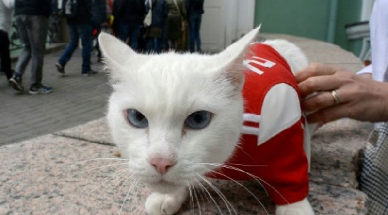 Fifa World Cup 2018: Achilles the Cat, will be official Soothsayer