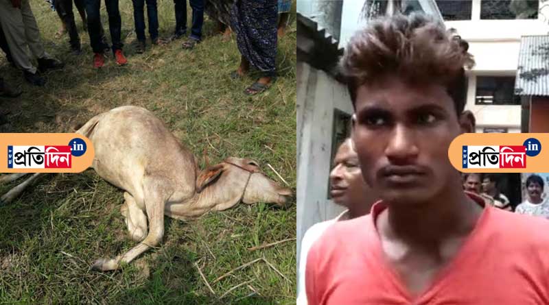 রেহাই নেই গরুরও, ধর্ষণ করে অবলা প্রাণীকে হত্যা যুবকের