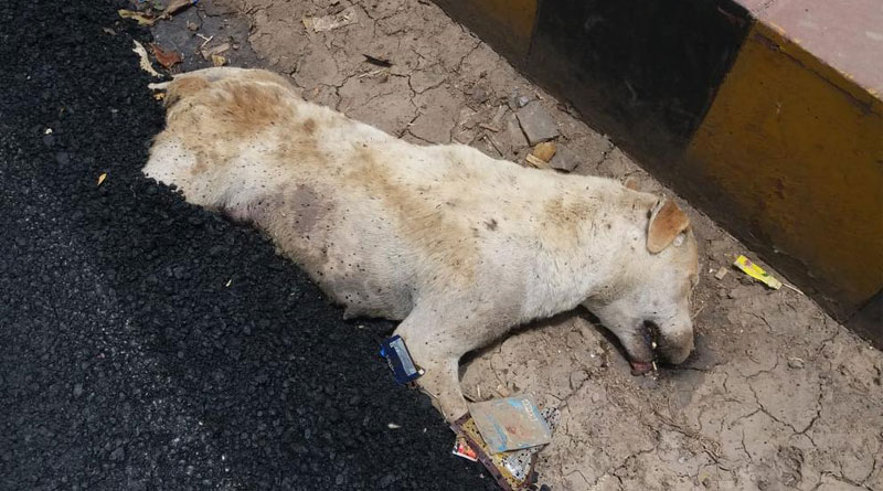 Road built over dog in Agra's Fatehabad, People demand strong action