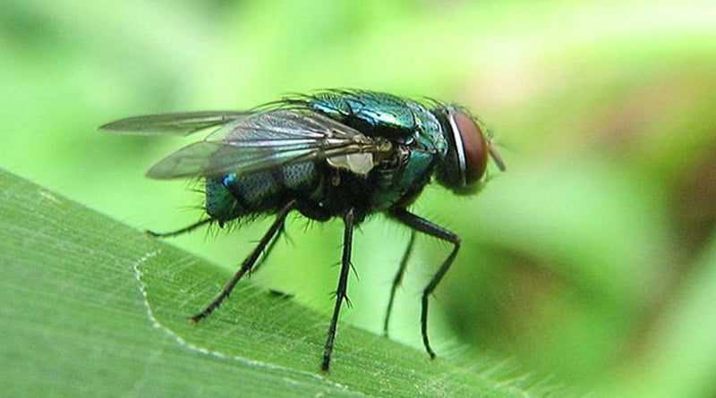 Flies cause serious ailment in Jungle Mahal women 