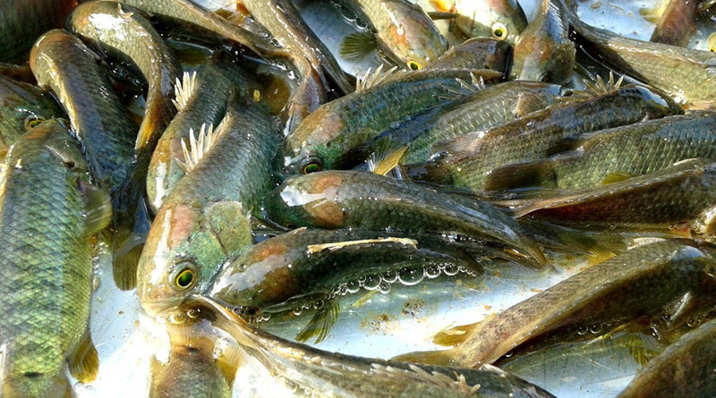Fake koi fish scare in West Bengal 
