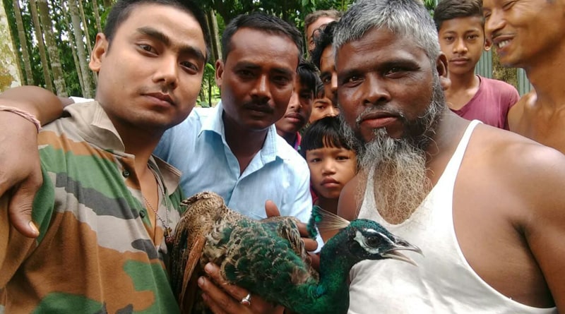 লোকালয়ে ঢুকে পড়াই কাল হল, জলপাইগুড়িতে সেলফির অত্যাচারে প্রাণ গেল ময়ূরের