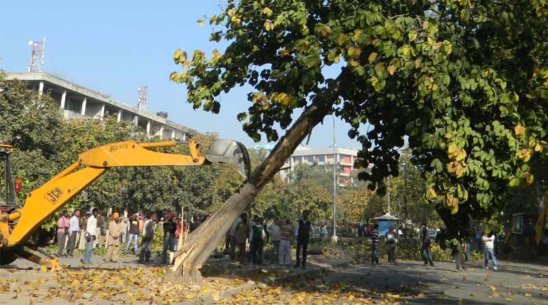 Bidhannagar municipality decides to cut dangerous trees before puja