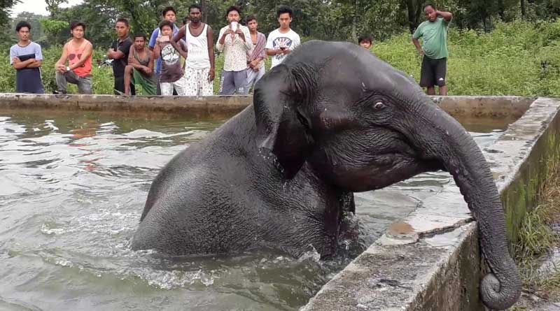 খাবারের খোঁজে এসে চা-বাগানের জলাশয়ে গজরাজ, প্রায় ৮ ঘণ্টা পর উদ্ধার