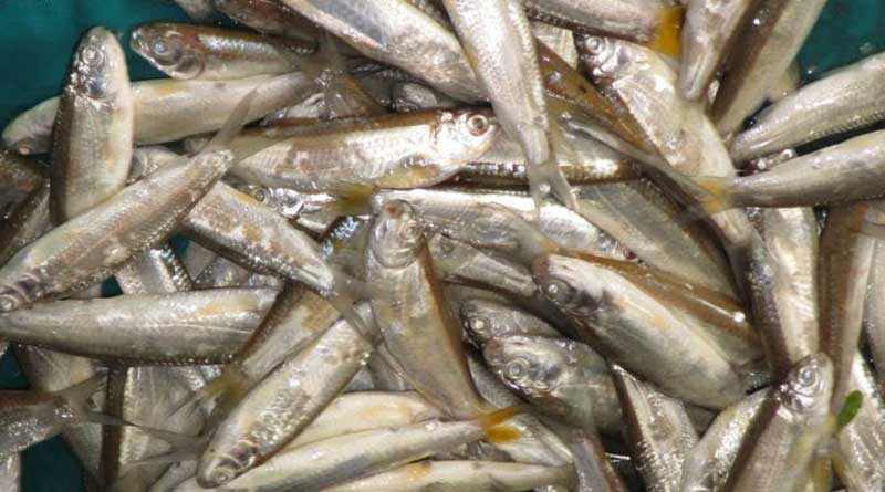 Expert advice to avoid Boroli Fish from Teesta | Sangbad Pratidin