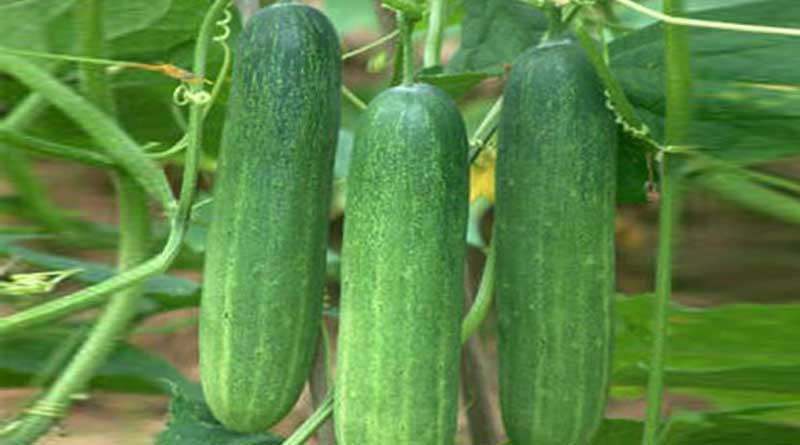 Here are some tips to cultivates easy-care vegetable cucumber
